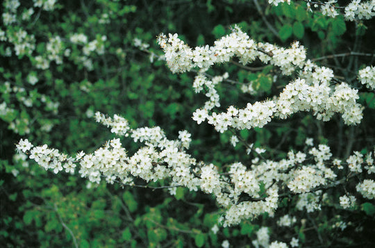 Prunus spinosa, 50-80 cm (Barrot) – bild 2