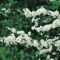 Prunus spinosa, 50-80 cm (Barrot) – bild 2