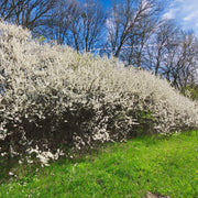 Prunus spinosa, 50-80 cm (Barrot) – bild 3