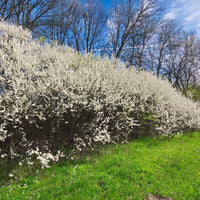Prunus spinosa, 50-80 cm (Barrot) – bild 3