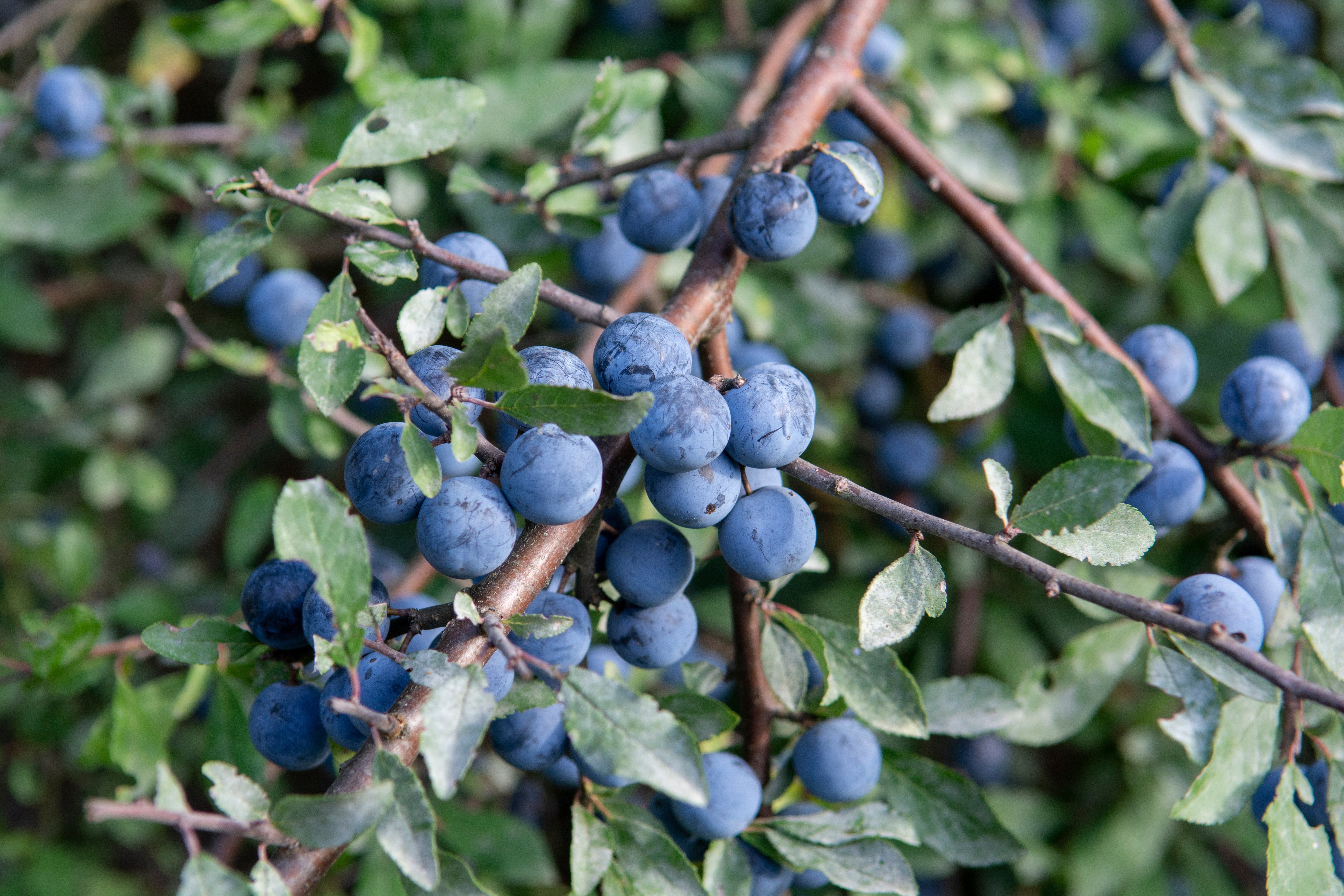 Prunus spinosa, 50-80 cm (Barrot) – bild 1