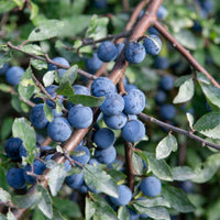 Prunus spinosa, 50-80 cm (Barrot) – bild 4