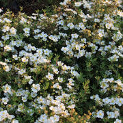 Dasiphora 'Abbotswood', 30-50 cm (Barrot) – bild 1