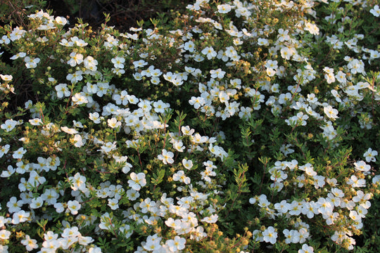 Dasiphora 'Abbotswood', 30-50 cm (Barrot) – bild 1