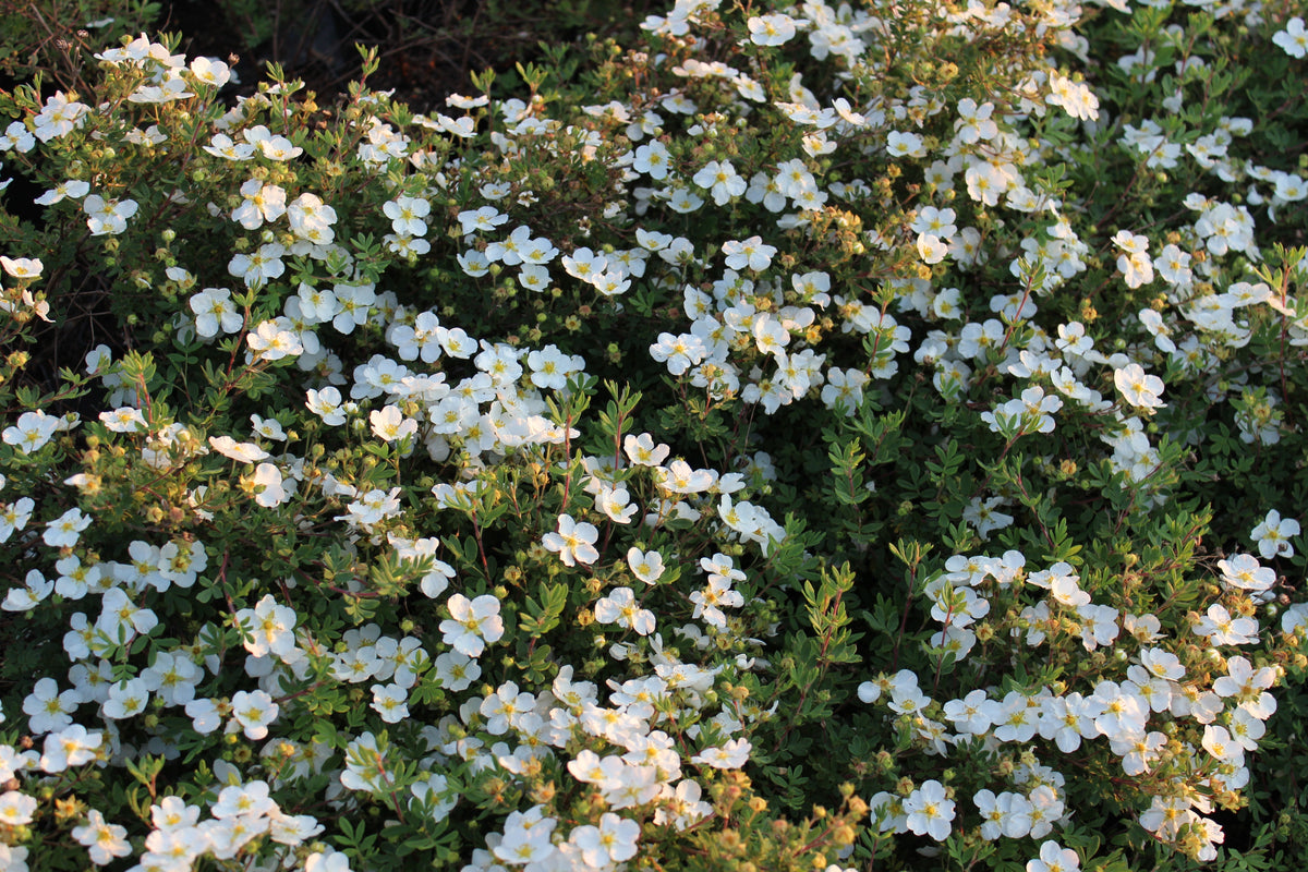 Dasiphora 'Abbotswood', 30-50 cm (Barrot) – bild 1