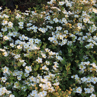 Dasiphora 'Abbotswood', 30-50 cm (Barrot) – bild 1