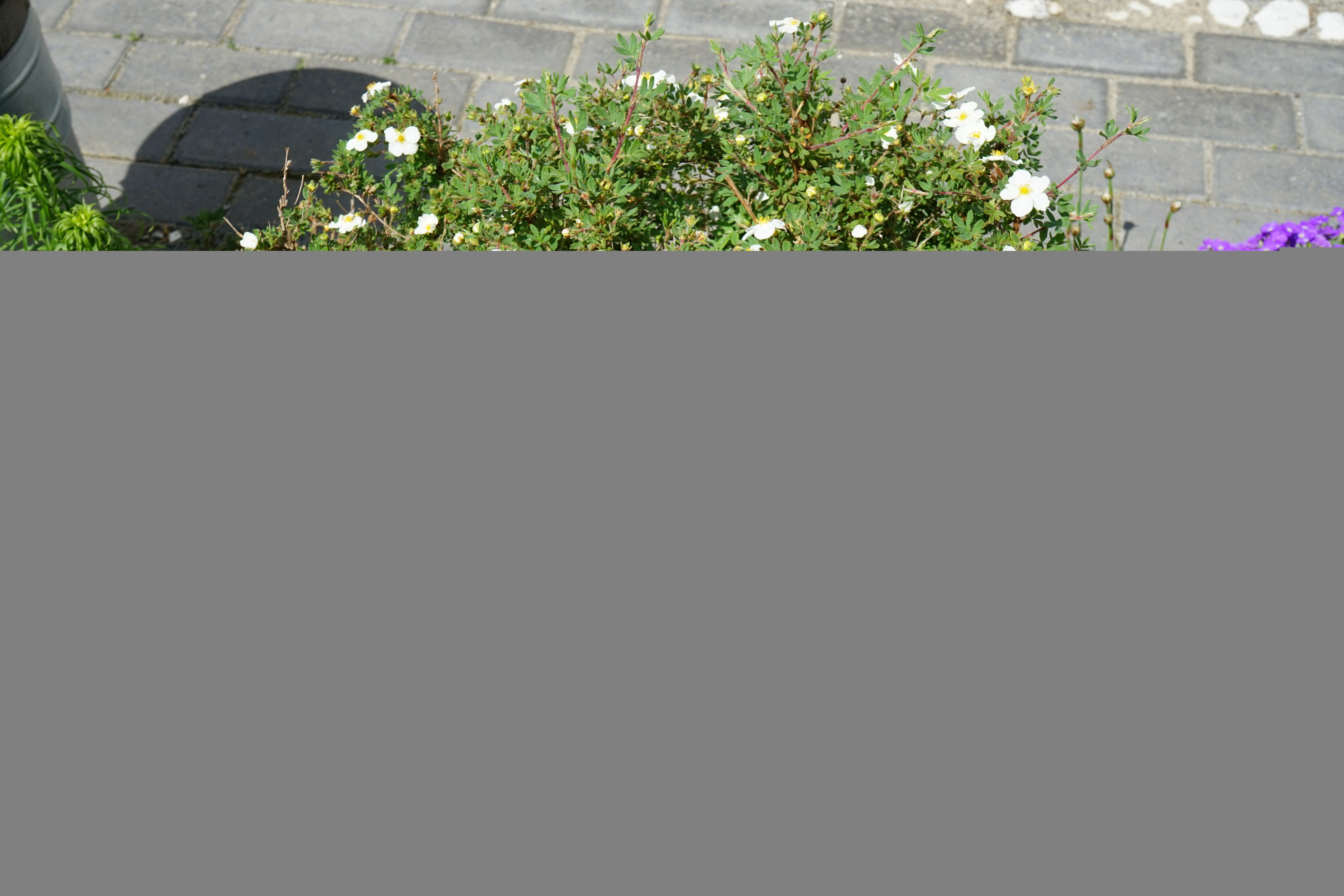 Dasiphora 'Abbotswood', 30-50 cm (Barrot) – bild 1