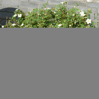Dasiphora 'Abbotswood', 30-50 cm (Barrot) – bild 6