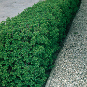 Ribes alpinum, 40-60 cm, 2-4 grenar (Barrot) – bild 1