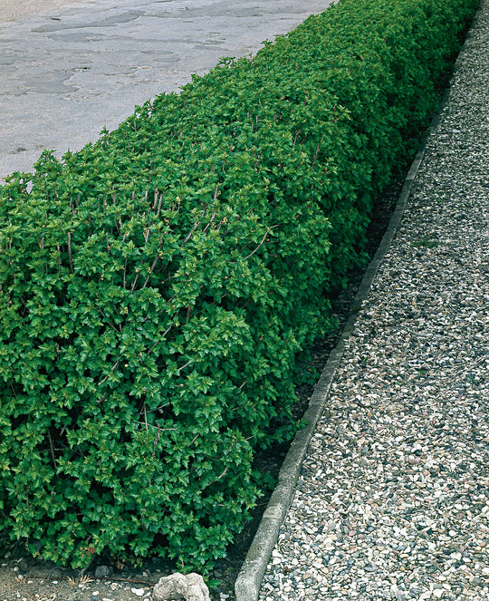 Ribes alpinum, 40-60 cm, 2-4 grenar (Barrot) – bild 1
