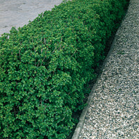 Ribes alpinum, 40-60 cm, 2-4 grenar (Barrot) – bild 1