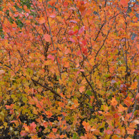 Ribes alpinum, 40-60 cm, 2-4 grenar (Barrot) – bild 3