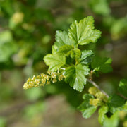 Ribes alpinum, 40-60 cm, 2-4 grenar (Barrot) – bild 4