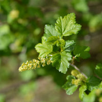 Ribes alpinum, 40-60 cm, 2-4 grenar (Barrot) – bild 4