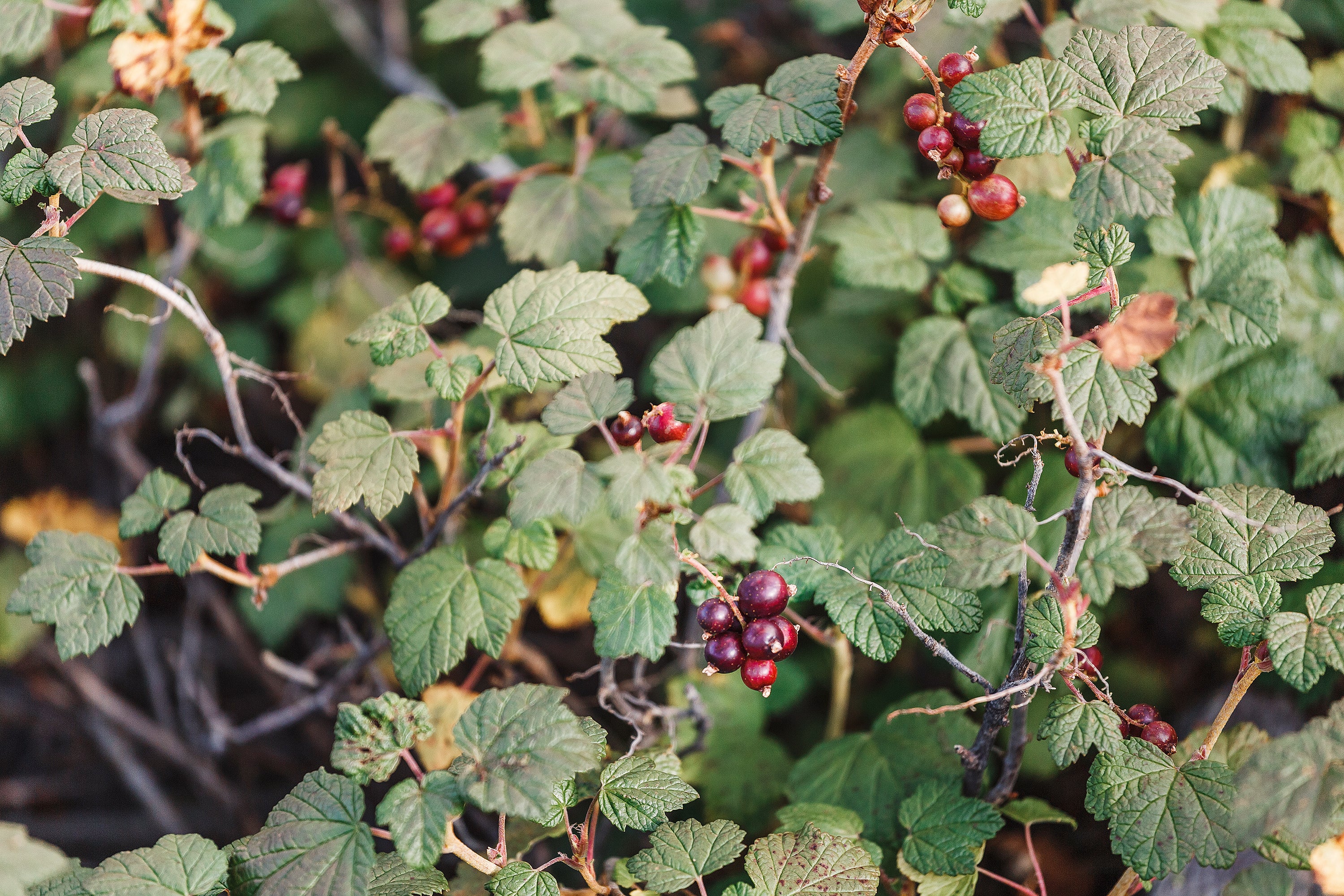 Ribes alpinum, 40-60 cm, 2-4 grenar (Barrot) – bild 1