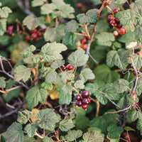 Ribes alpinum, 40-60 cm, 2-4 grenar (Barrot) – bild 5