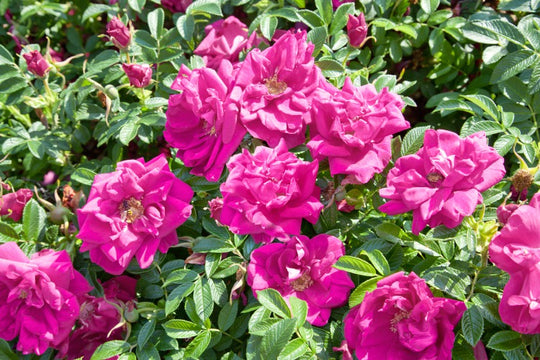 Rosa 'Hansa', 30-50 cm (Barrot) – bild 1