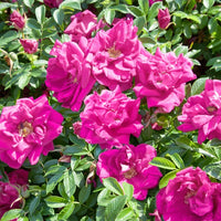Rosa 'Hansa', 30-50 cm (Barrot) – bild 1