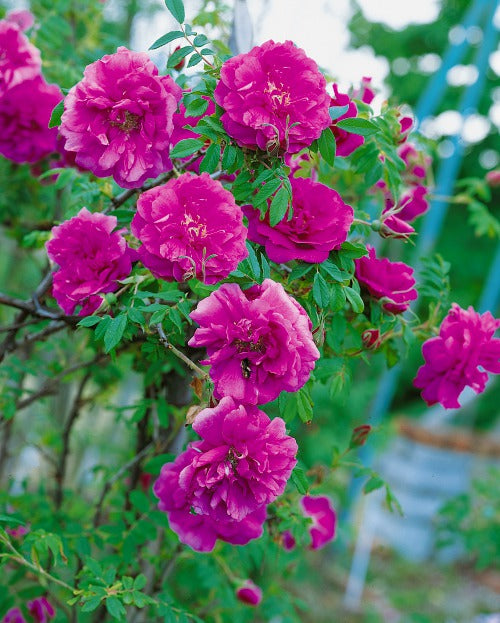 Rosa 'Hansa', 30-50 cm (Barrot) – bild 2