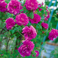 Rosa 'Hansa', 30-50 cm (Barrot) – bild 2