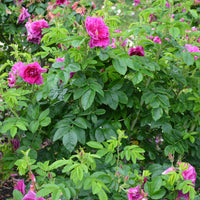 Rosa 'Hansa', 30-50 cm (Barrot) – bild 3