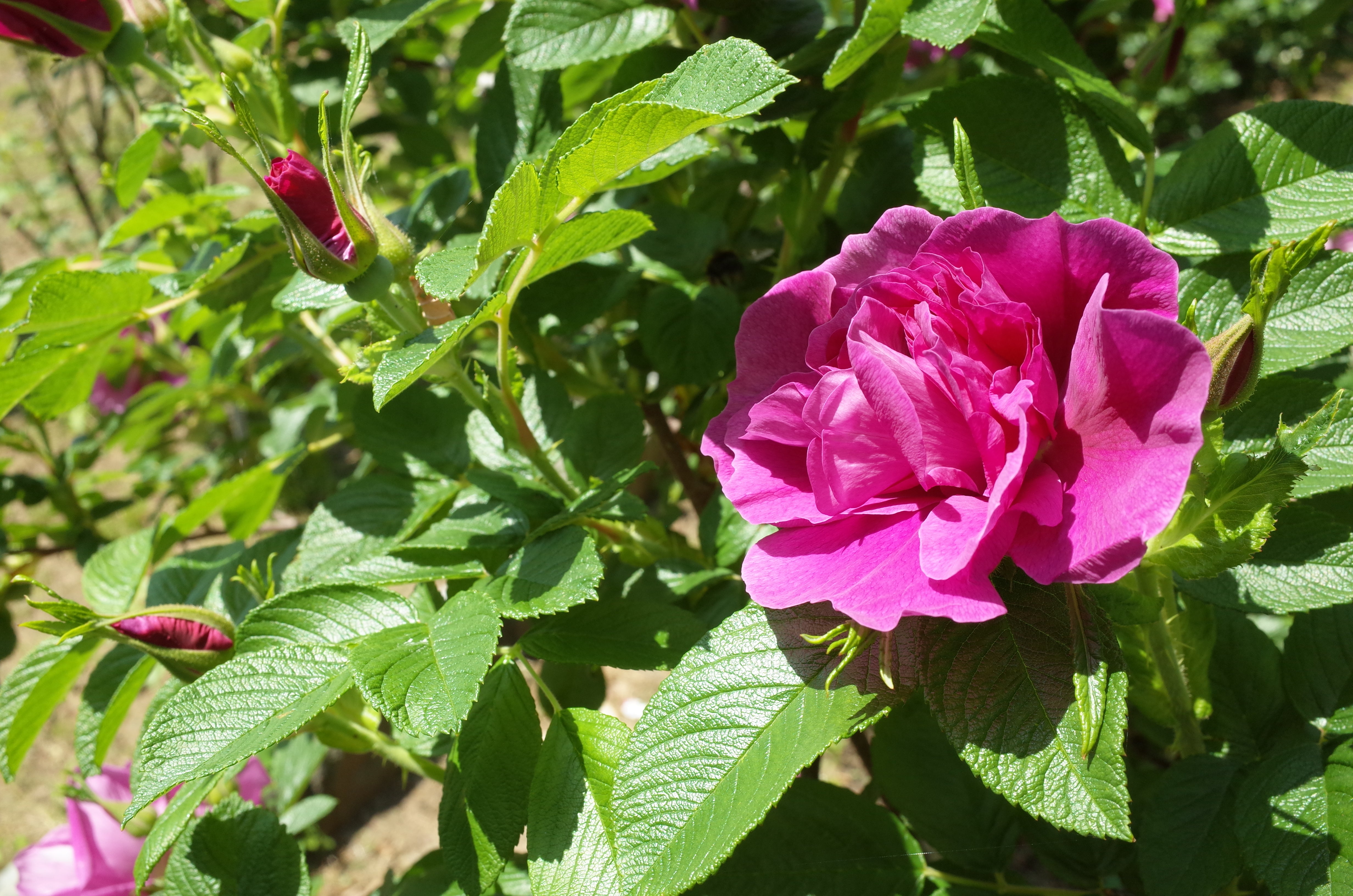 Rosa 'Hansa', 30-50 cm (Barrot) – bild 1