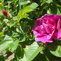 Rosa 'Hansa', 30-50 cm (Barrot) – bild 4