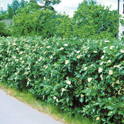 Sorbus intermedia, 40-60 cm (Barrot) – bild 1
