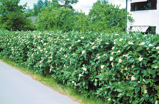 Sorbus intermedia, 40-60 cm (Barrot) – bild 1