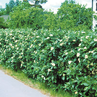 Sorbus intermedia, 40-60 cm (Barrot) – bild 1