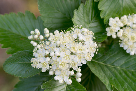 Sorbus intermedia, 40-60 cm (Barrot) – bild 2