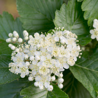 Sorbus intermedia, 40-60 cm (Barrot) – bild 2