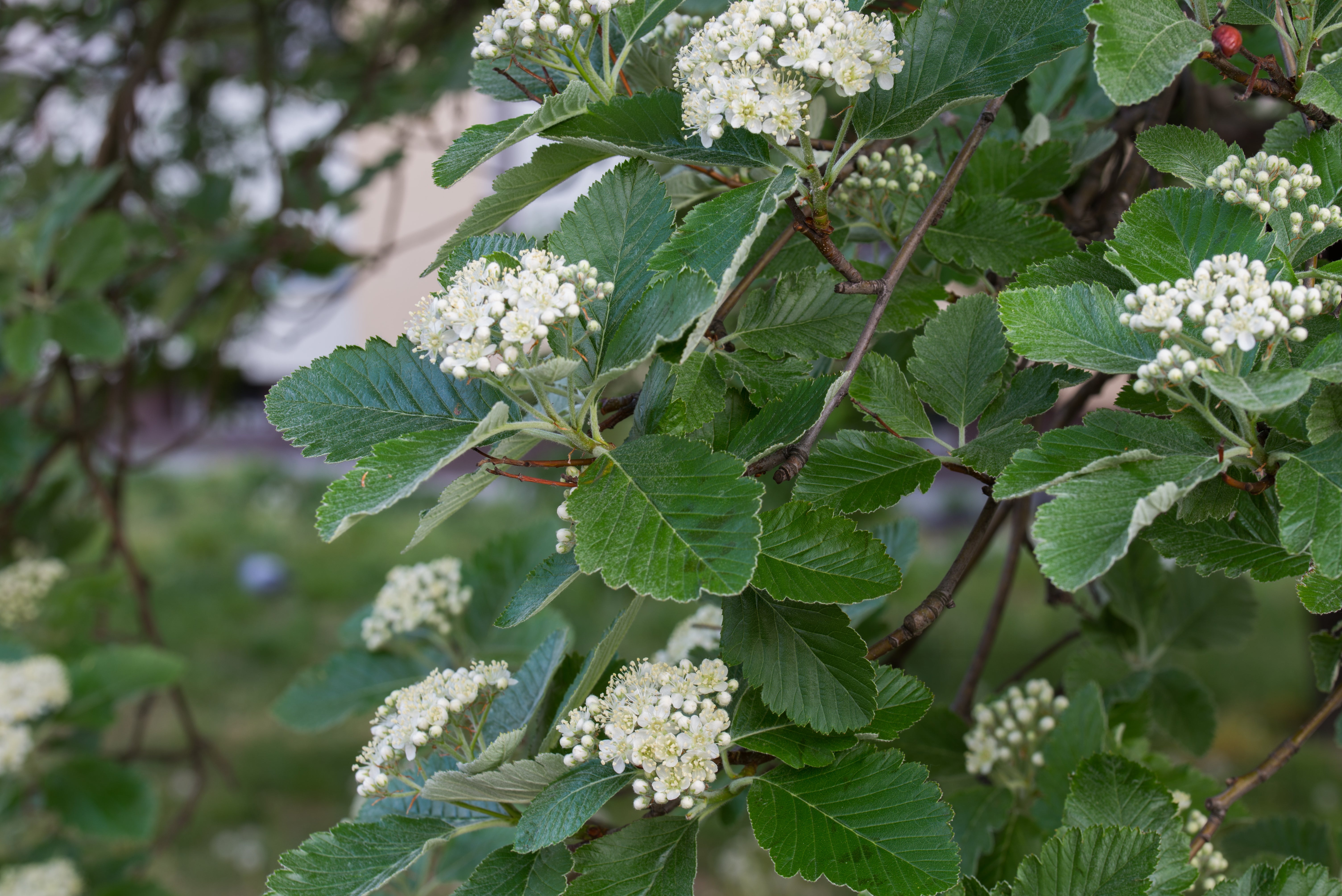 Sorbus intermedia, 40-60 cm (Barrot) – bild 1
