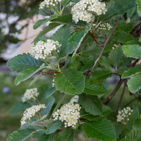 Sorbus intermedia, 40-60 cm (Barrot) – bild 5