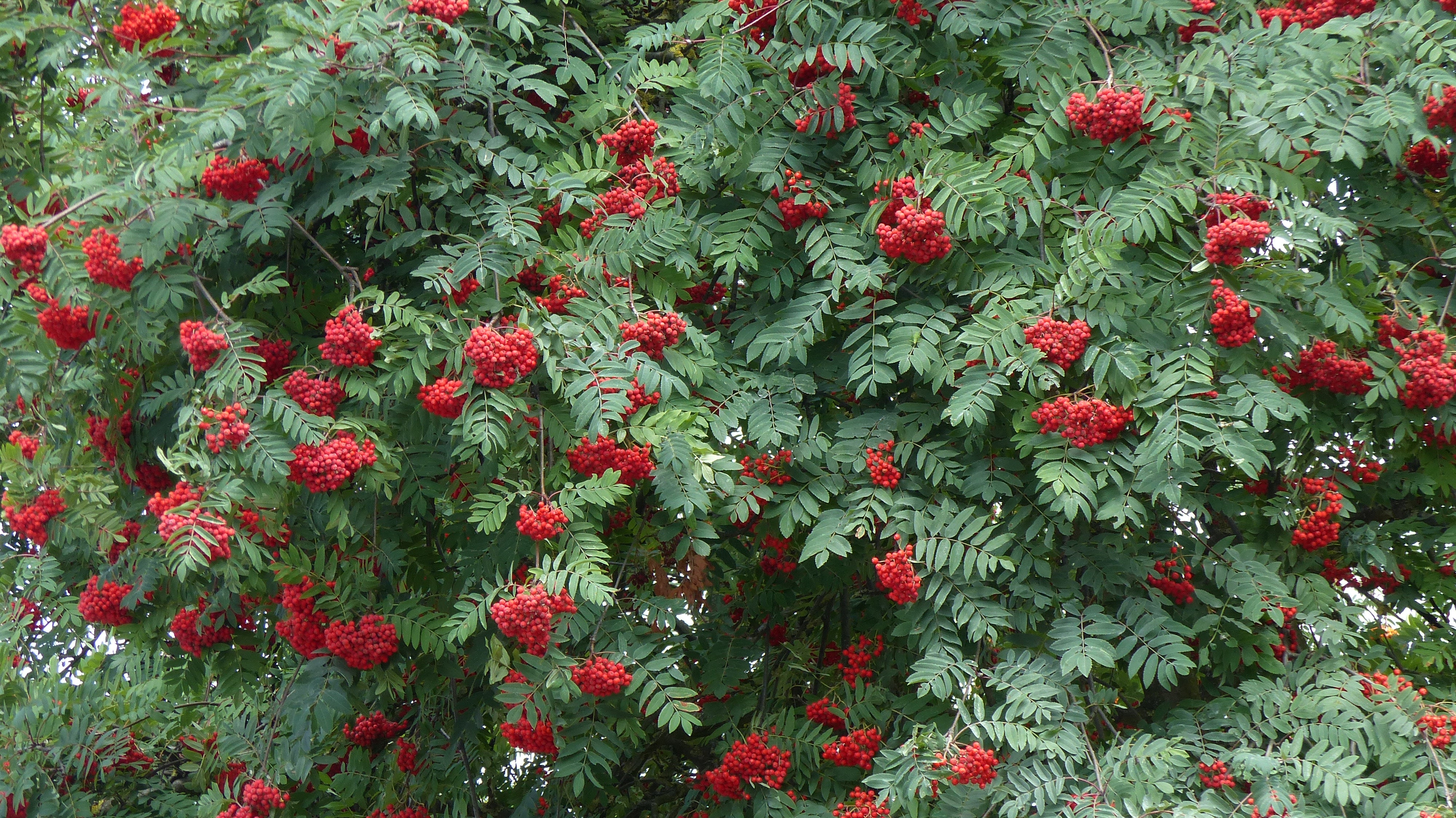 Sorbus aucuparia, 40-60 cm (Barrot) – bild 1