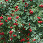 Sorbus aucuparia, 40-60 cm (Barrot) – bild 1