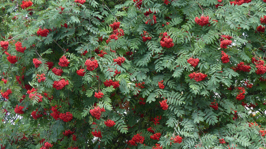Sorbus aucuparia, 40-60 cm (Barrot) – bild 1
