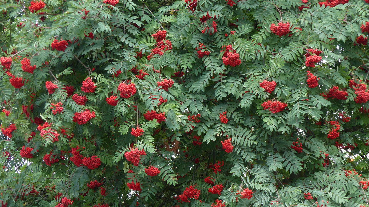 Sorbus aucuparia, 40-60 cm (Barrot) – bild 1