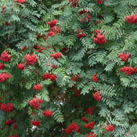 Sorbus aucuparia, 40-60 cm (Barrot) – bild 1