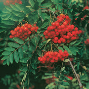 Sorbus aucuparia, 40-60 cm (Barrot) – bild 2