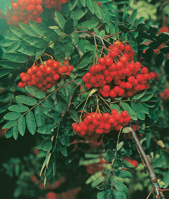 Sorbus aucuparia, 40-60 cm (Barrot) – bild 2