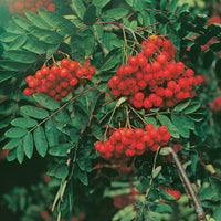 Sorbus aucuparia, 40-60 cm (Barrot) – bild 2