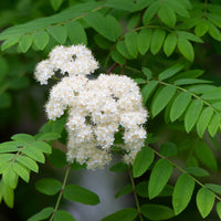 Sorbus aucuparia, 40-60 cm (Barrot) – bild 3