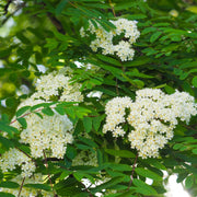 Sorbus aucuparia, 40-60 cm (Barrot) – bild 4