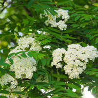 Sorbus aucuparia, 40-60 cm (Barrot) – bild 4