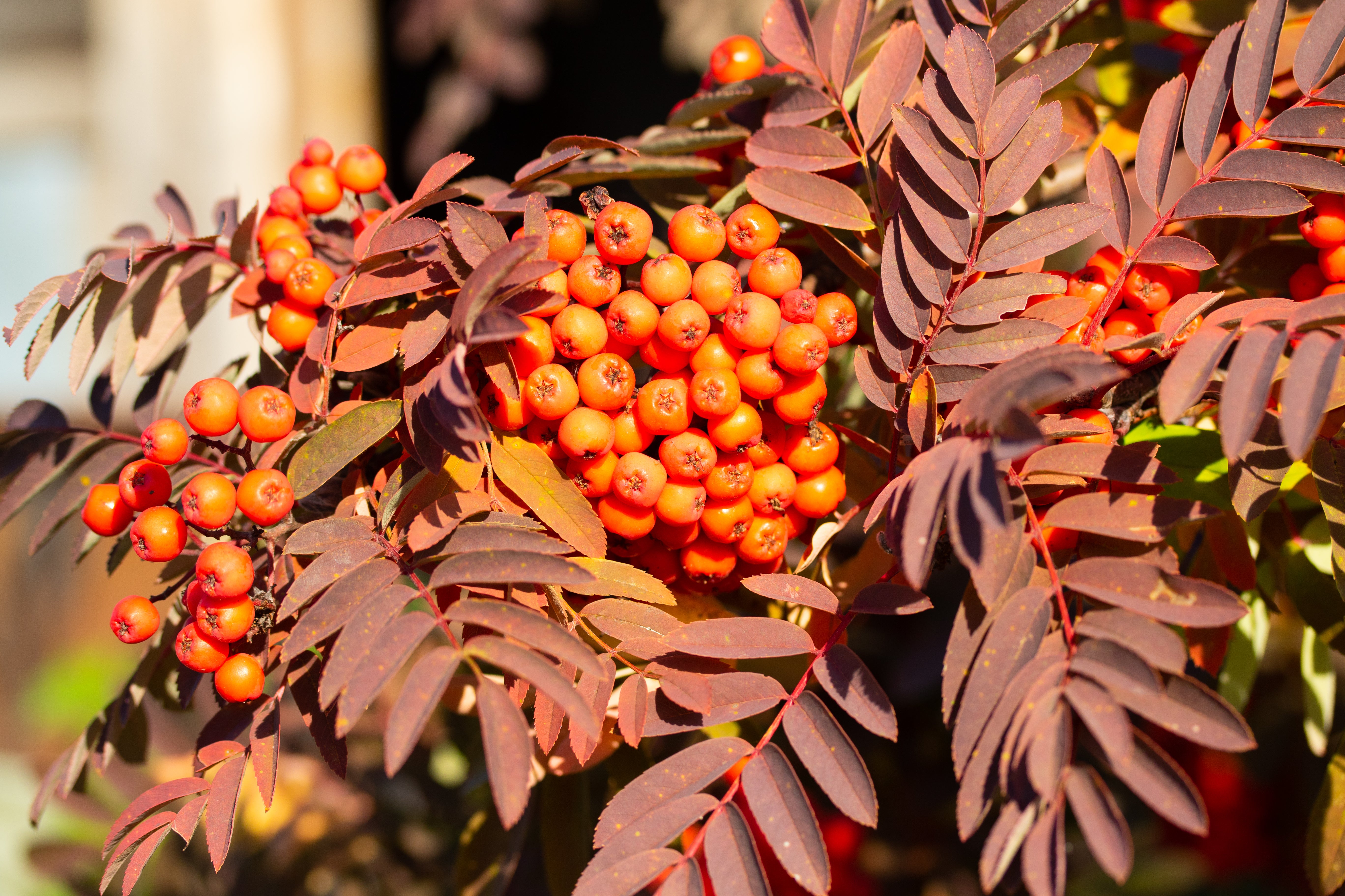 Sorbus aucuparia, 40-60 cm (Barrot) – bild 1