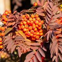 Sorbus aucuparia, 40-60 cm (Barrot) – bild 5