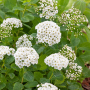 Spiraea betulifolia, 15-30 cm (Barrot) – bild 1