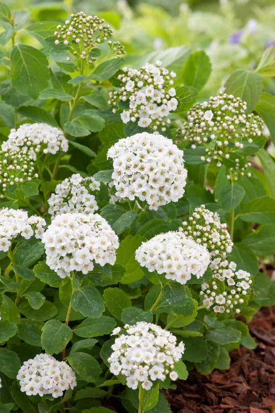 Spiraea betulifolia, 15-30 cm (Barrot) – bild 1