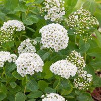 Spiraea betulifolia, 15-30 cm (Barrot) – bild 1